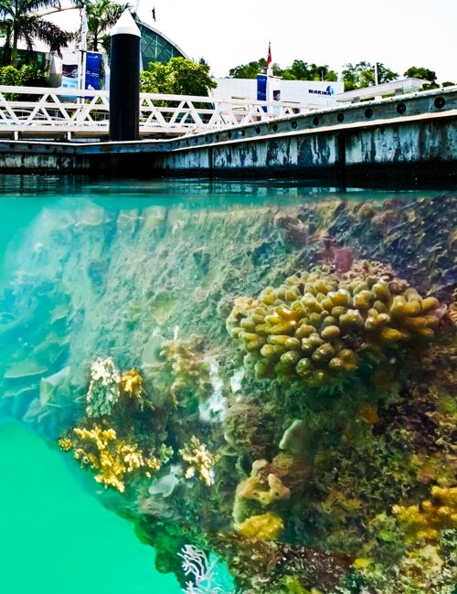 corals-500x650.jpg