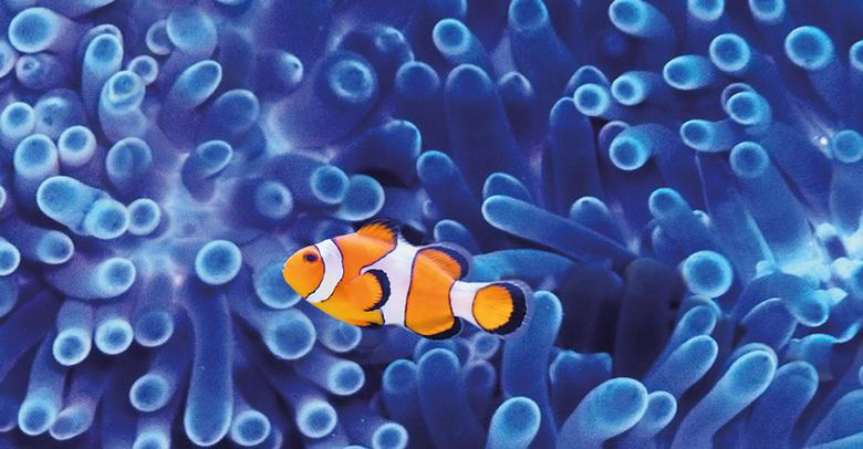 corals-masthead.jpg
