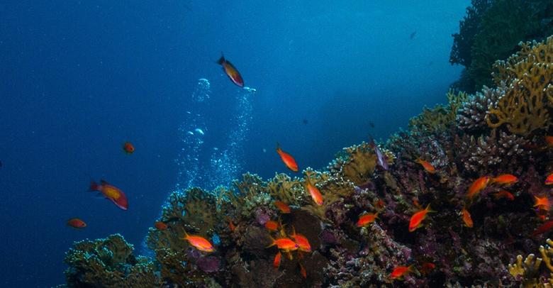 lifeunderwater-masthead.jpg