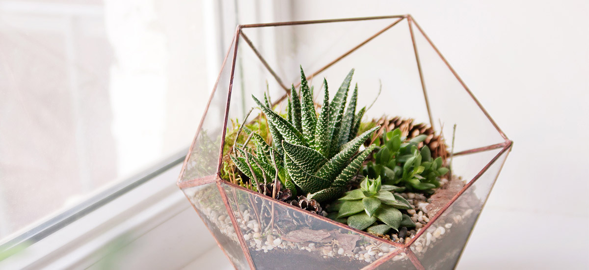 terrarium-sunlight.jpg