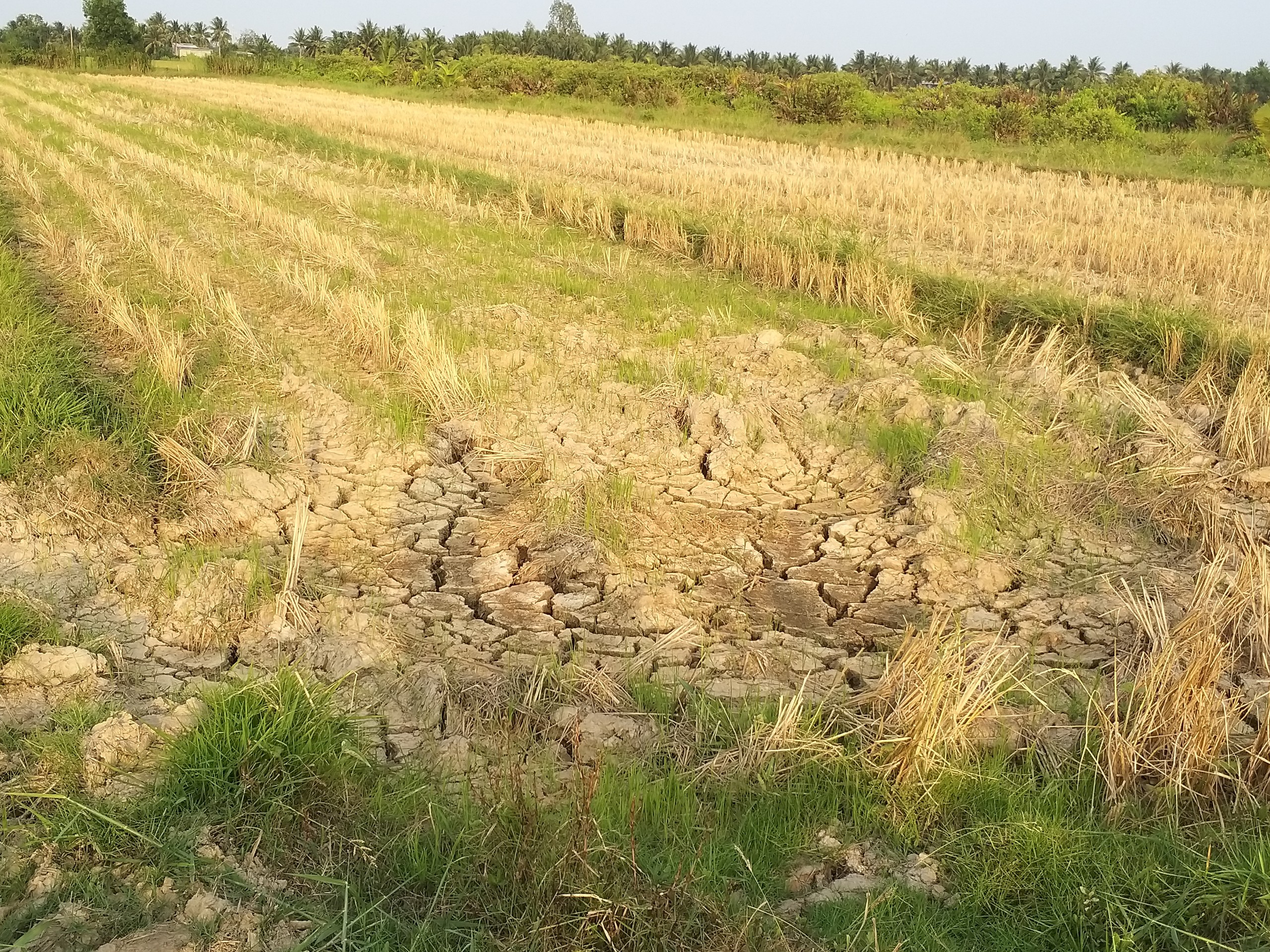 Keppel Land nỗ lực chống biến đổi khí hậu tại đồng bằng sông Cửu Long