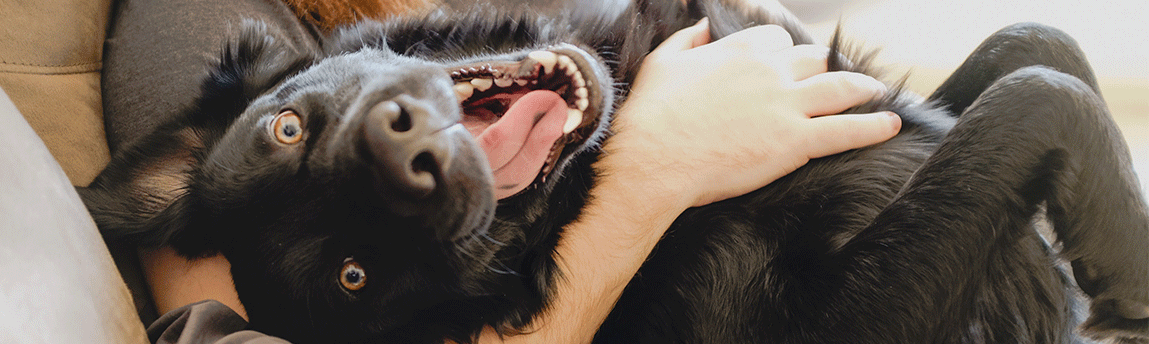 masthead_newhomedog2.png