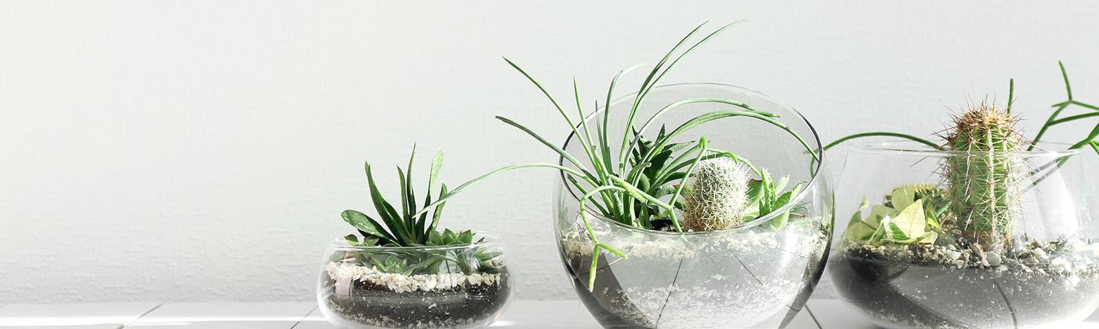 terrarium-masthead.jpg