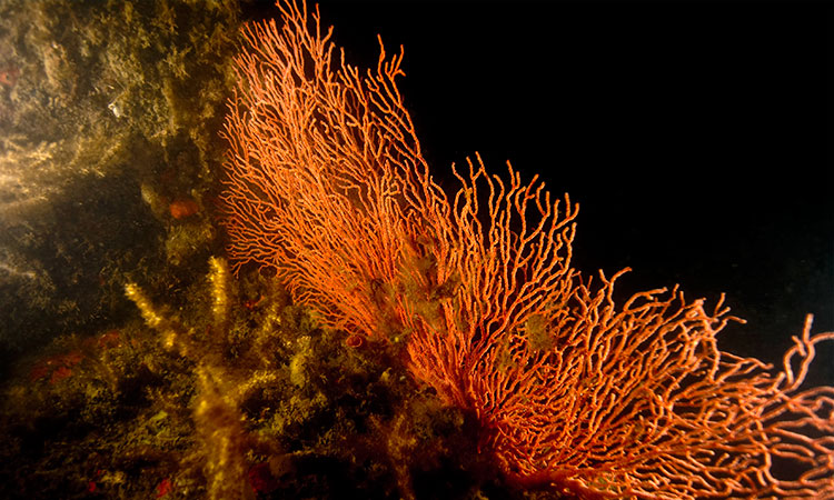 sea-fan.jpg