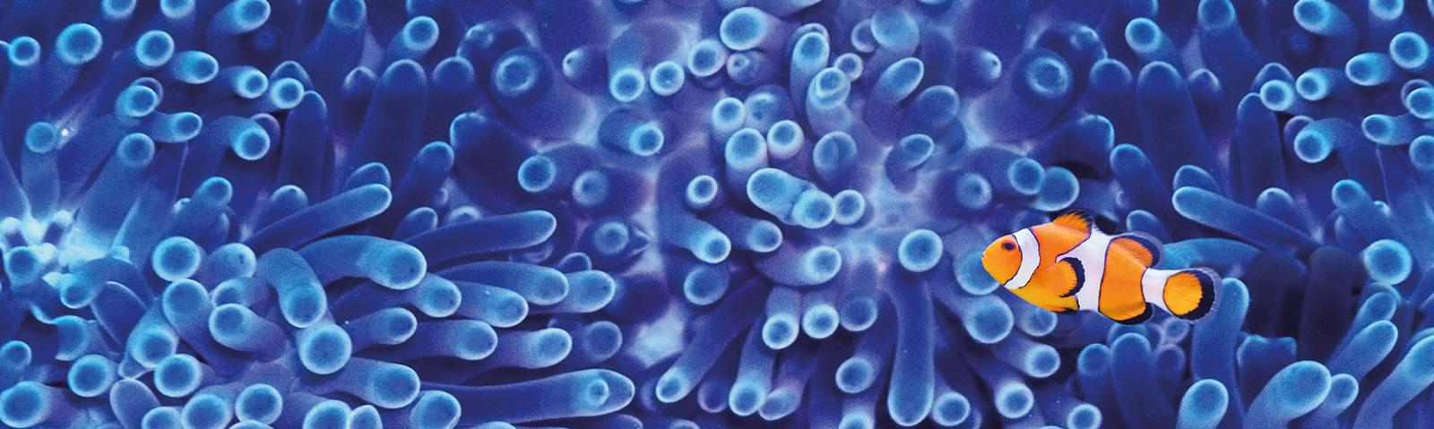 corals-masthead.jpg