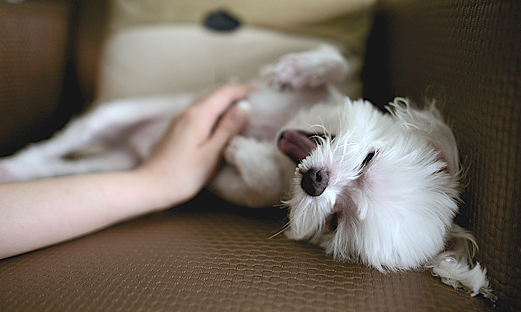 dog-playtime.jpg