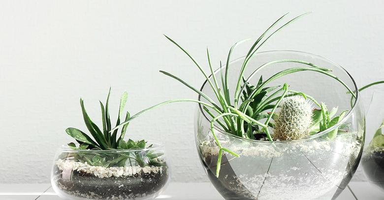 terrarium-masthead.jpg