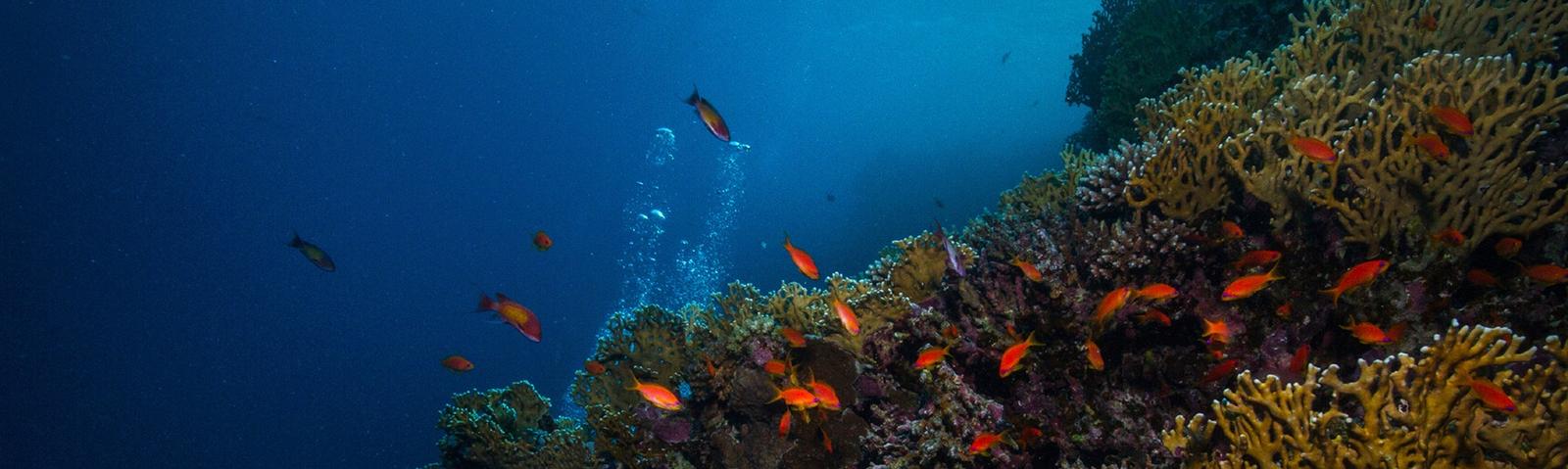 lifeunderwater-masthead.jpg